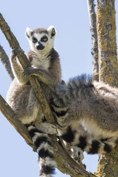 Lemur Par Med Valp Hängande Från Magen Ett Träd — Stockfoto