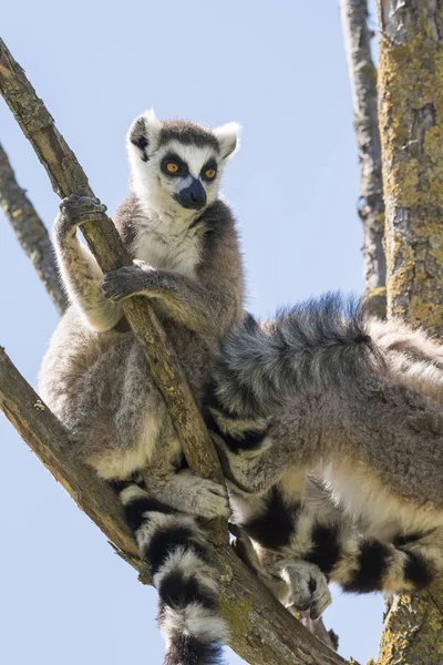 Pareja Lemur Con Cachorro Colgando Del Vientre Árbol — Foto de Stock