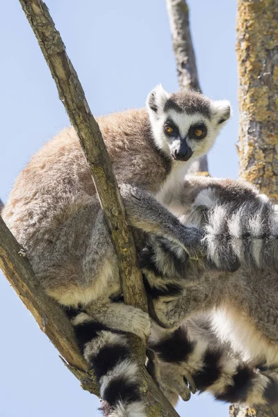 Lemur Par Med Valp Hängande Från Magen Ett Träd — Stockfoto