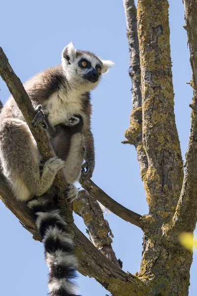 Lemur Par Med Valp Hängande Från Magen Ett Träd — Stockfoto