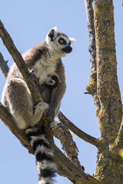 Pareja Lemur Con Cachorro Colgando Del Vientre Árbol — Foto de Stock