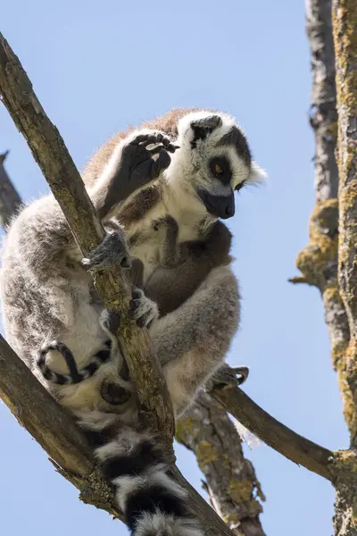 Pareja Lemur Con Cachorro Colgando Del Vientre Árbol —  Fotos de Stock