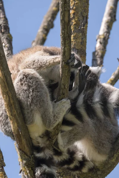 Lemur Par Med Valp Hängande Från Magen Ett Träd — Stockfoto