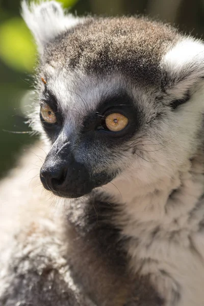 Lêmure Madagascar Enquanto Come Uma Árvore — Fotografia de Stock