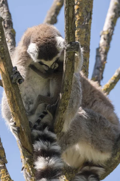 Lemur Pár Kiskutya Lóg Hasa Egy — Stock Fotó