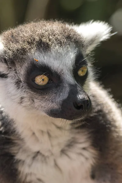 Lêmure Madagascar Enquanto Come Uma Árvore — Fotografia de Stock