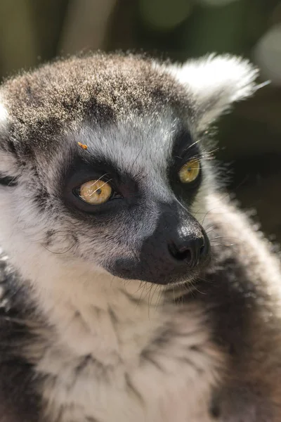 Lêmure Madagascar Enquanto Come Uma Árvore — Fotografia de Stock