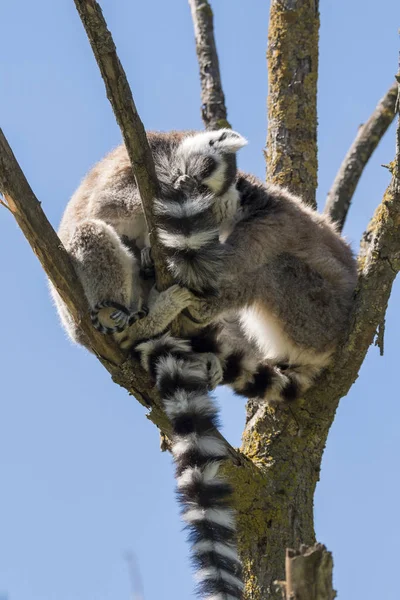 Lemur Pair Puppy Hanging Belly Tree Royalty Free Stock Images