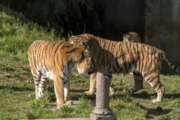 Δύο Τίγρεις Παλεύουν Ένα Ζωολογικό Κήπο Στην Ιταλία — Φωτογραφία Αρχείου