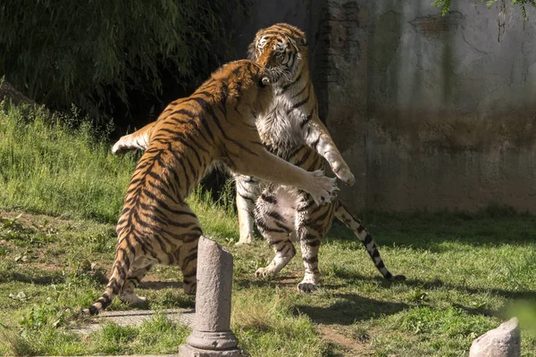 two tigers fight in a zoo in italy