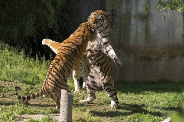 Twee Tijgers Vechten Een Dierentuin Italië — Stockfoto