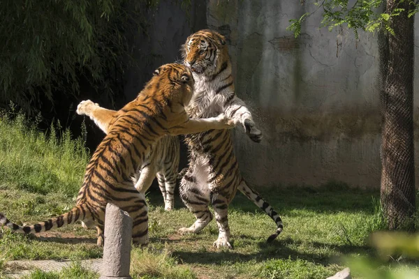 Два Тигра Дерутся Зоопарке Италии — стоковое фото