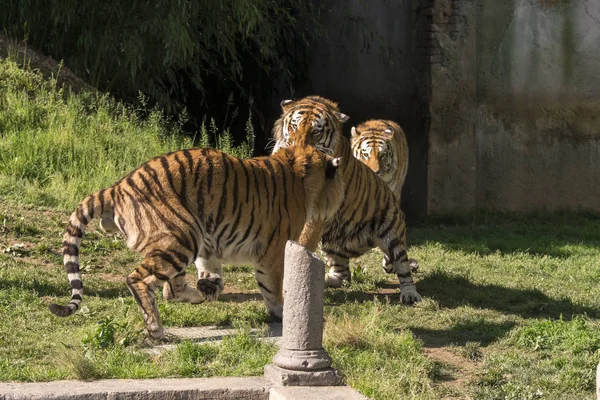 Dos Tigres Luchan Zoológico Italia — Foto de Stock