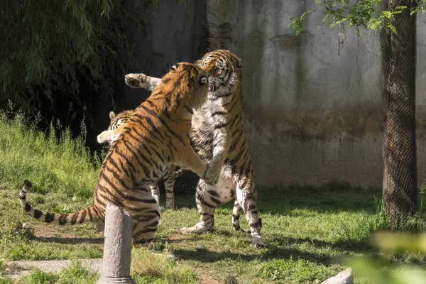 Dos Tigres Luchan Zoológico Italia — Foto de Stock