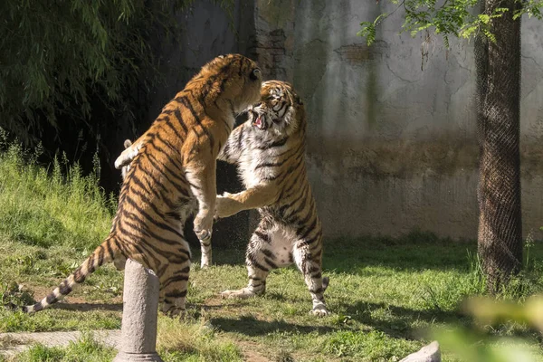 two tigers fight in a zoo in italy