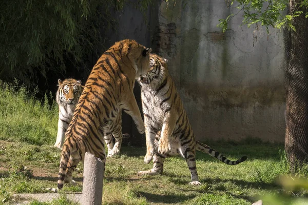 Twee Tijgers Vechten Een Dierentuin Italië — Stockfoto