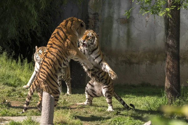 two tigers fight in a zoo in italy