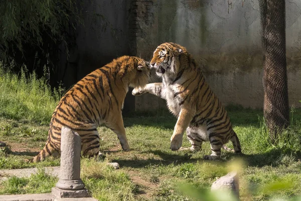 Dos Tigres Luchan Zoológico Italia — Foto de Stock