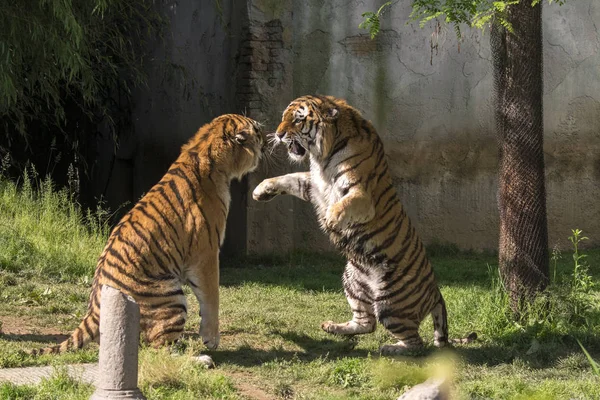 Deux Tigres Battent Dans Zoo Italie — Photo