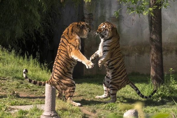 Twee Tijgers Vechten Een Dierentuin Italië — Stockfoto