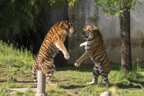 Twee Tijgers Vechten Een Dierentuin Italië — Stockfoto