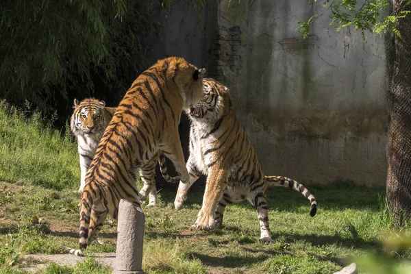 two tigers fight in a zoo in italy