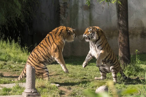 Dos Tigres Luchan Zoológico Italia — Foto de Stock