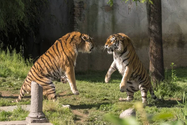 Dwa Tygrysy Walczą Zoo Włoszech — Zdjęcie stockowe