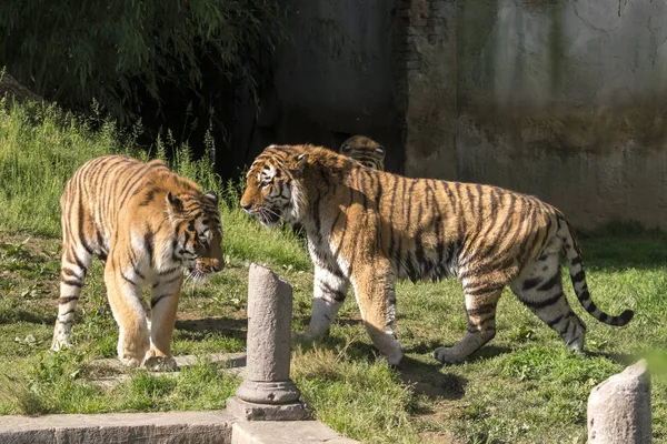 Deux Tigres Battent Dans Zoo Italie — Photo