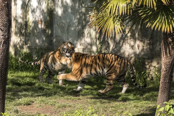 Dos Tigres Luchan Zoológico Italia —  Fotos de Stock