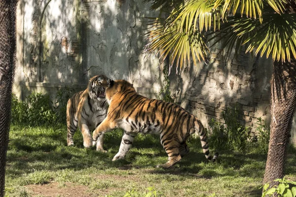 Deux Tigres Battent Dans Zoo Italie — Photo