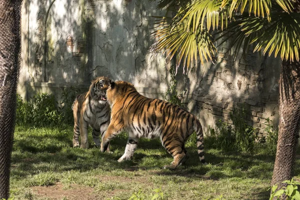 two tigers fight in a zoo in italy