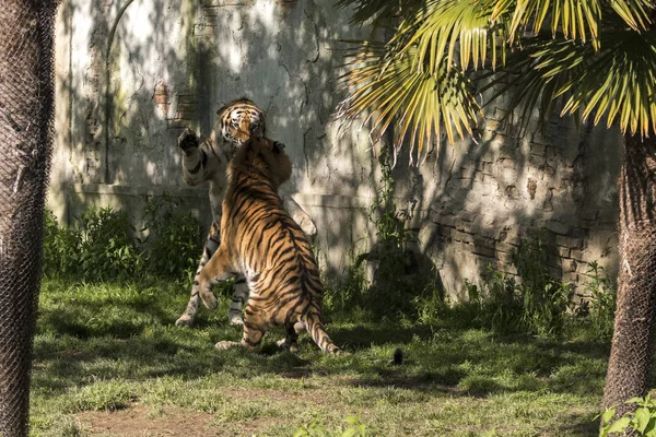 Dos Tigres Luchan Zoológico Italia — Foto de Stock