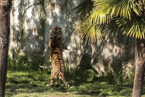 two tigers fight in a zoo in italy