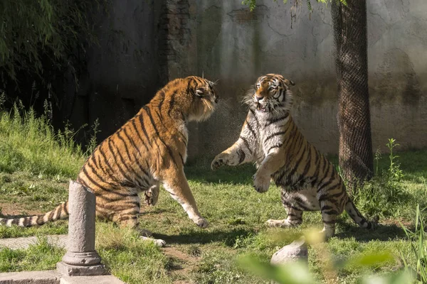 Deux Tigres Battent Dans Zoo Italie — Photo