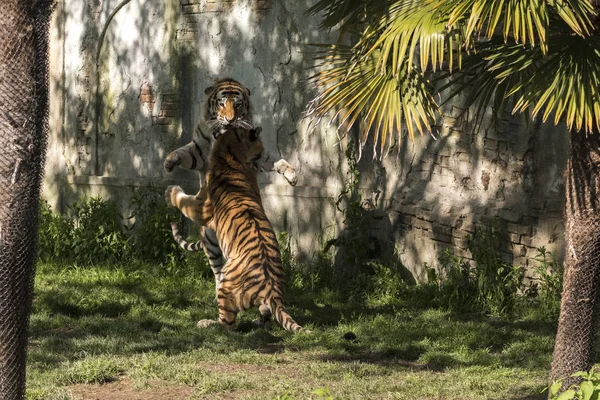 Dos Tigres Luchan Zoológico Italia — Foto de Stock