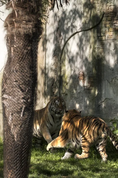 Deux Tigres Battent Dans Zoo Italie — Photo