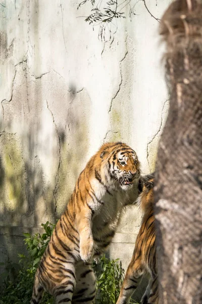 Dwa Tygrysy Walczą Zoo Włoszech — Zdjęcie stockowe