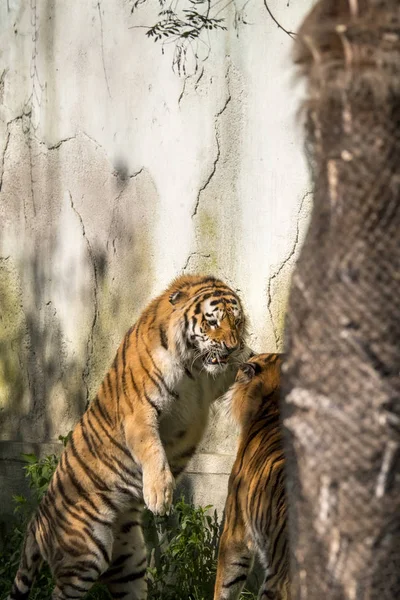 Deux Tigres Battent Dans Zoo Italie — Photo