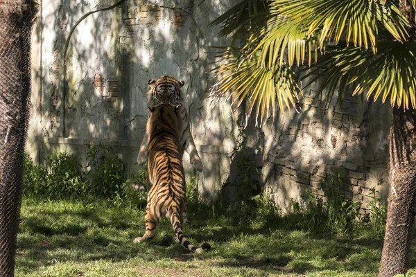 两只老虎在意大利的动物园里打架 — 图库照片