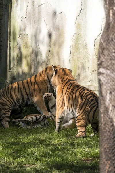 Deux Tigres Battent Dans Zoo Italie — Photo