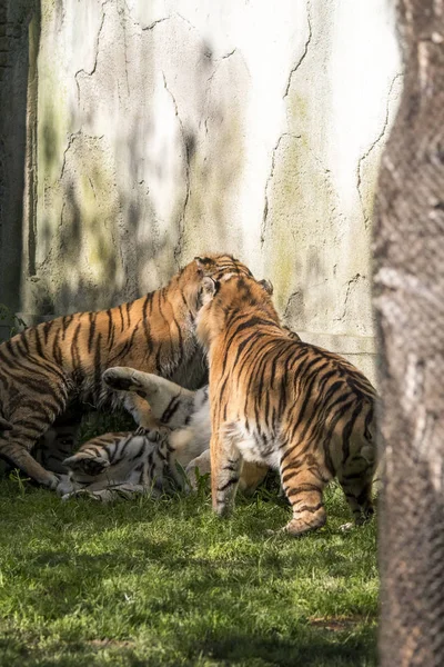 Dwa Tygrysy Walczą Zoo Włoszech — Zdjęcie stockowe