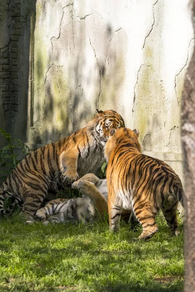 Dos Tigres Luchan Zoológico Italia — Foto de Stock