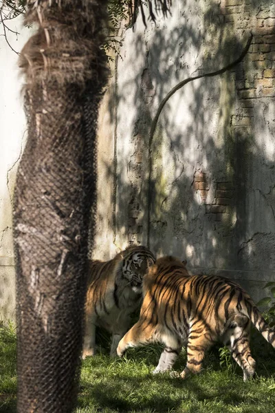 Dois Tigres Lutam Zoológico Itália — Fotografia de Stock