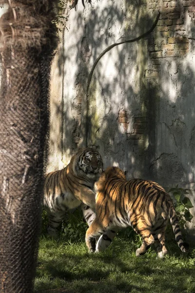 two tigers fight in a zoo in italy