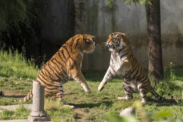 Dos Tigres Luchan Zoológico Italia — Foto de Stock