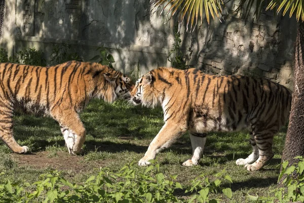 Dva Tygři Zápasit Zoo Itálii — Stock fotografie