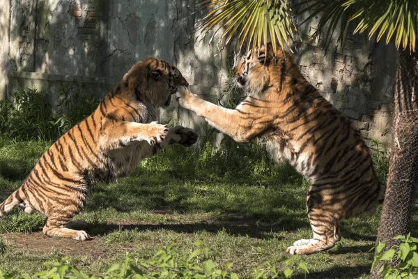 Δύο Τίγρεις Παλεύουν Ένα Ζωολογικό Κήπο Στην Ιταλία — Φωτογραφία Αρχείου