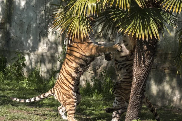 Twee Tijgers Vechten Een Dierentuin Italië — Stockfoto