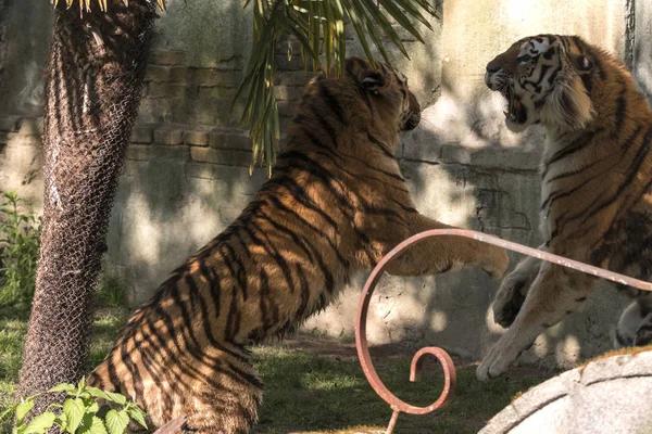 Deux Tigres Battent Dans Zoo Italie — Photo